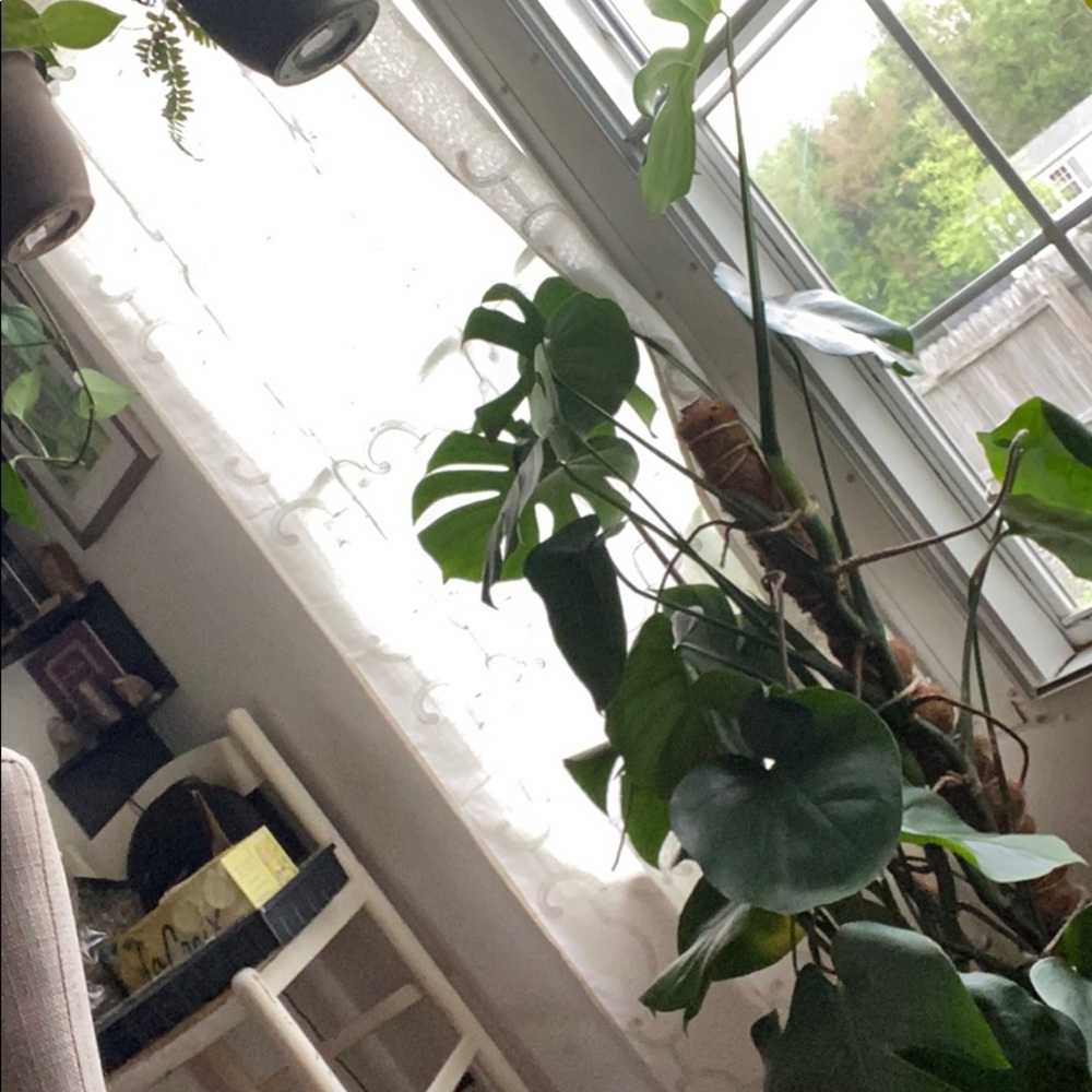 Meet your Posher, Alice